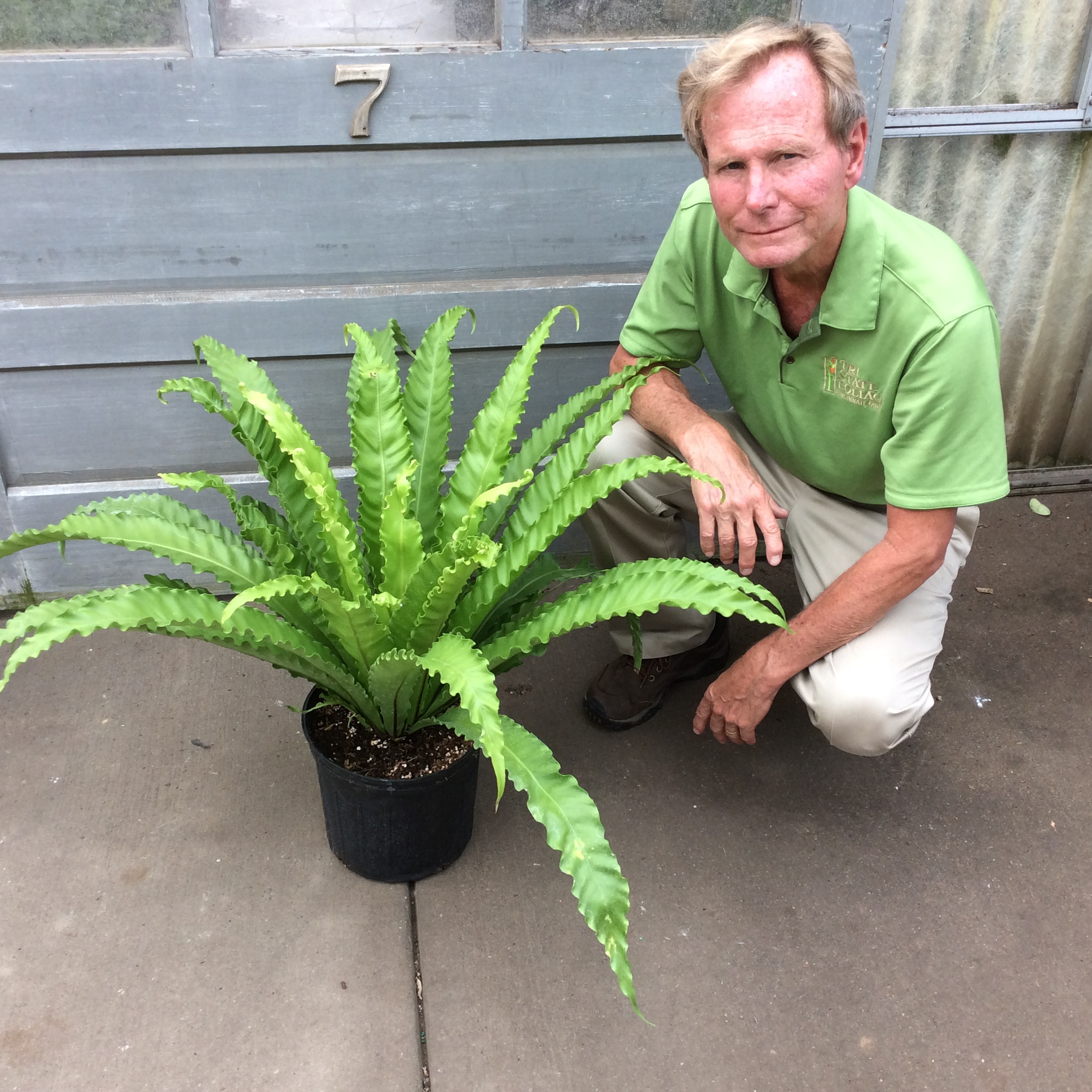 Victoria Birdsnest Fern Tristate Foliage
