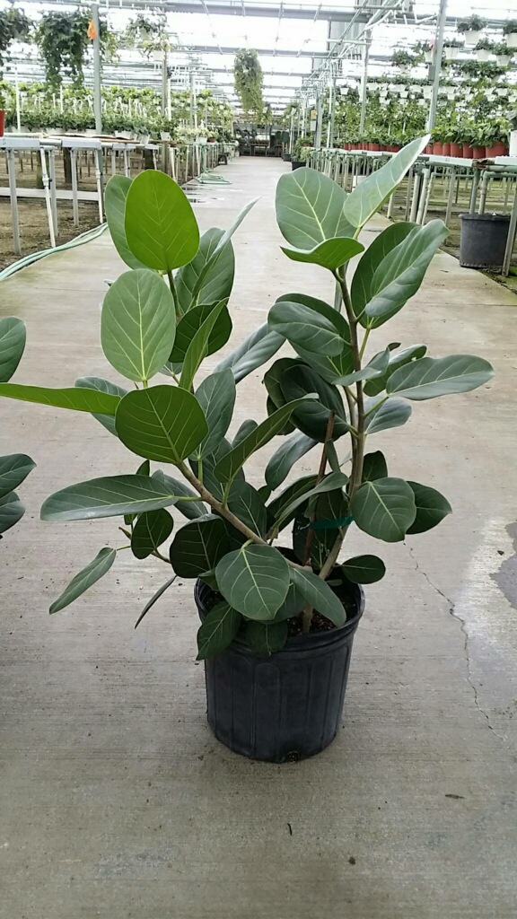 10″ Ficus Audrey Bush Tristate Foliage