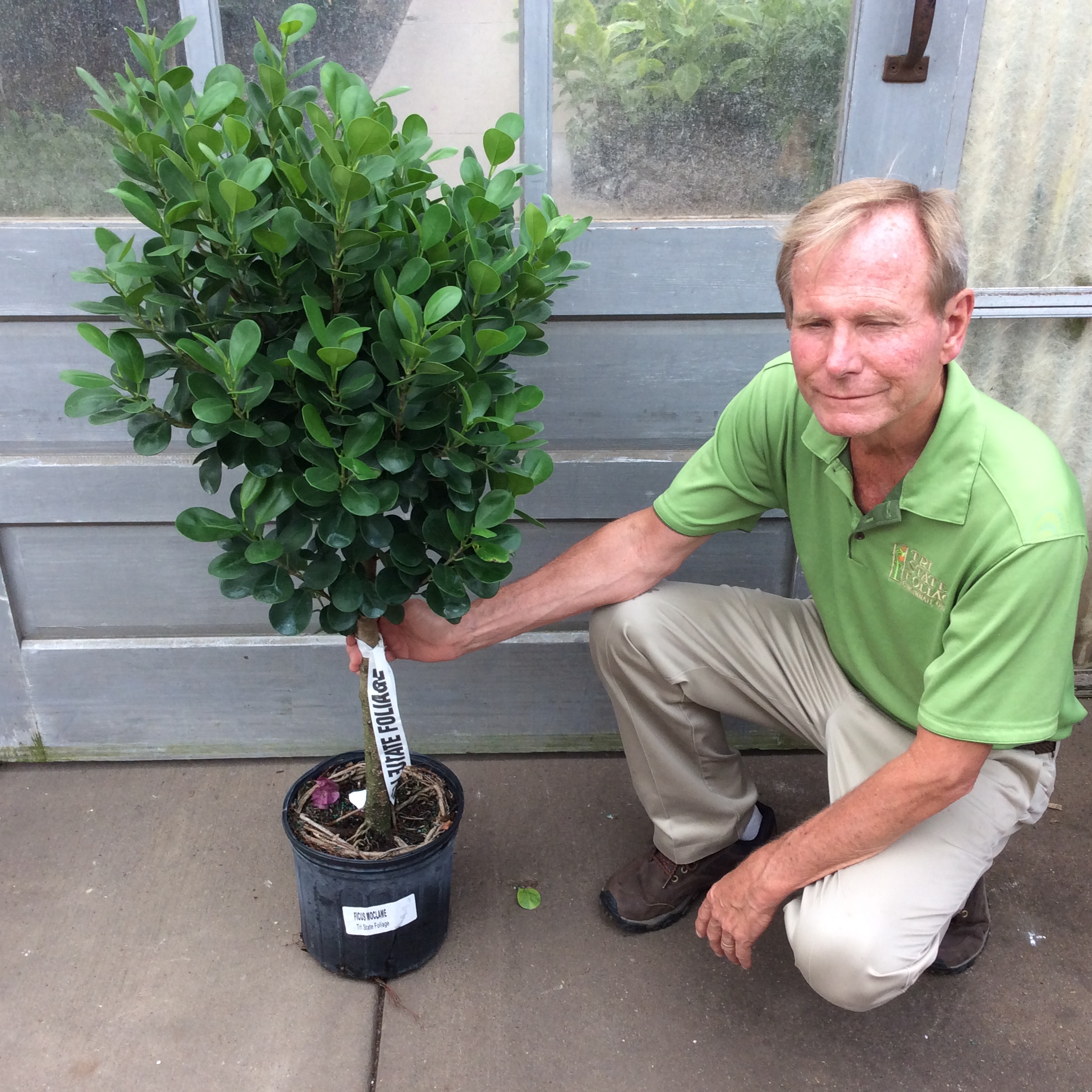 10″ Ficus Moclame Std. – Tri State Foliage