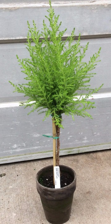 5″ Lemon Cypress Topiary – Tri State Foliage