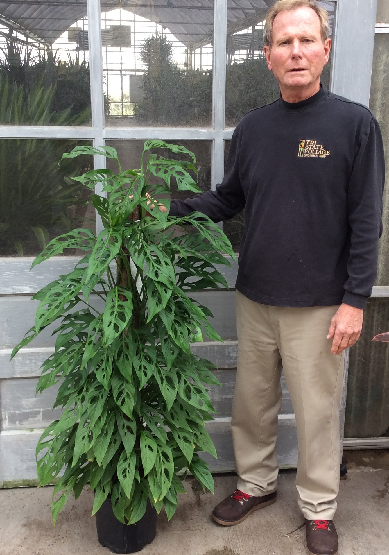 10″ Philodendron Swiss Cheese Totem Tri State Foliage