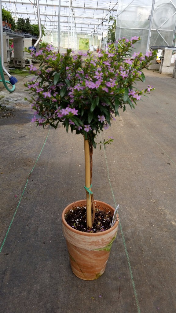5″ Mexican Heather Tri State Foliage
