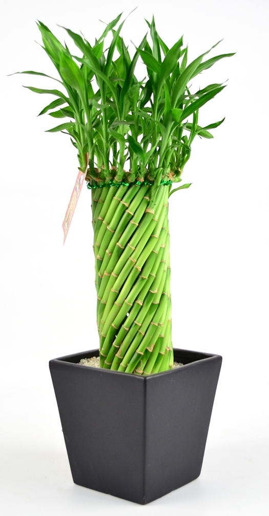 Twisted Tornado Bamboo Tri State Foliage