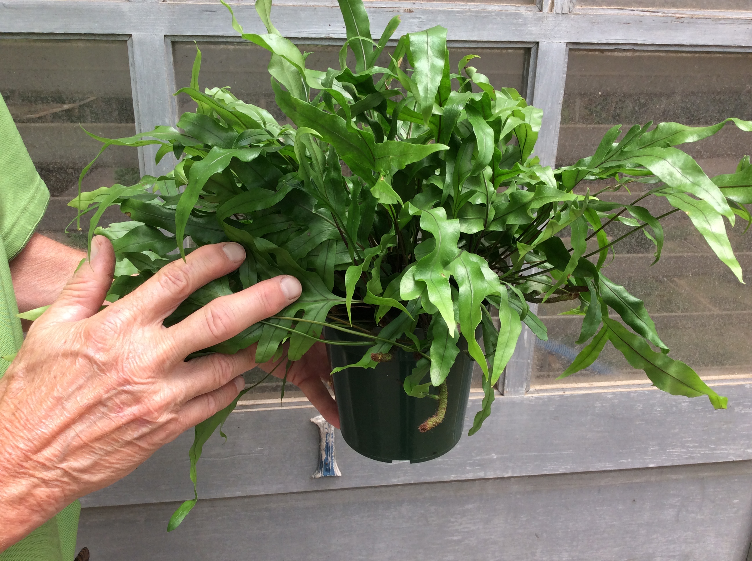 6″ Kangaroo Fern Tri State Foliage