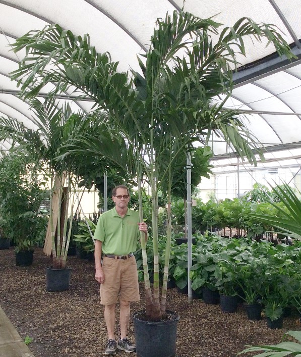 17″ Adonidia Palm Tri State Foliage