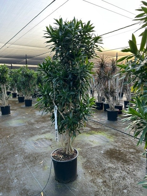 Reflexa Character Tree Dracaena – Page 2 – Tri State Foliage