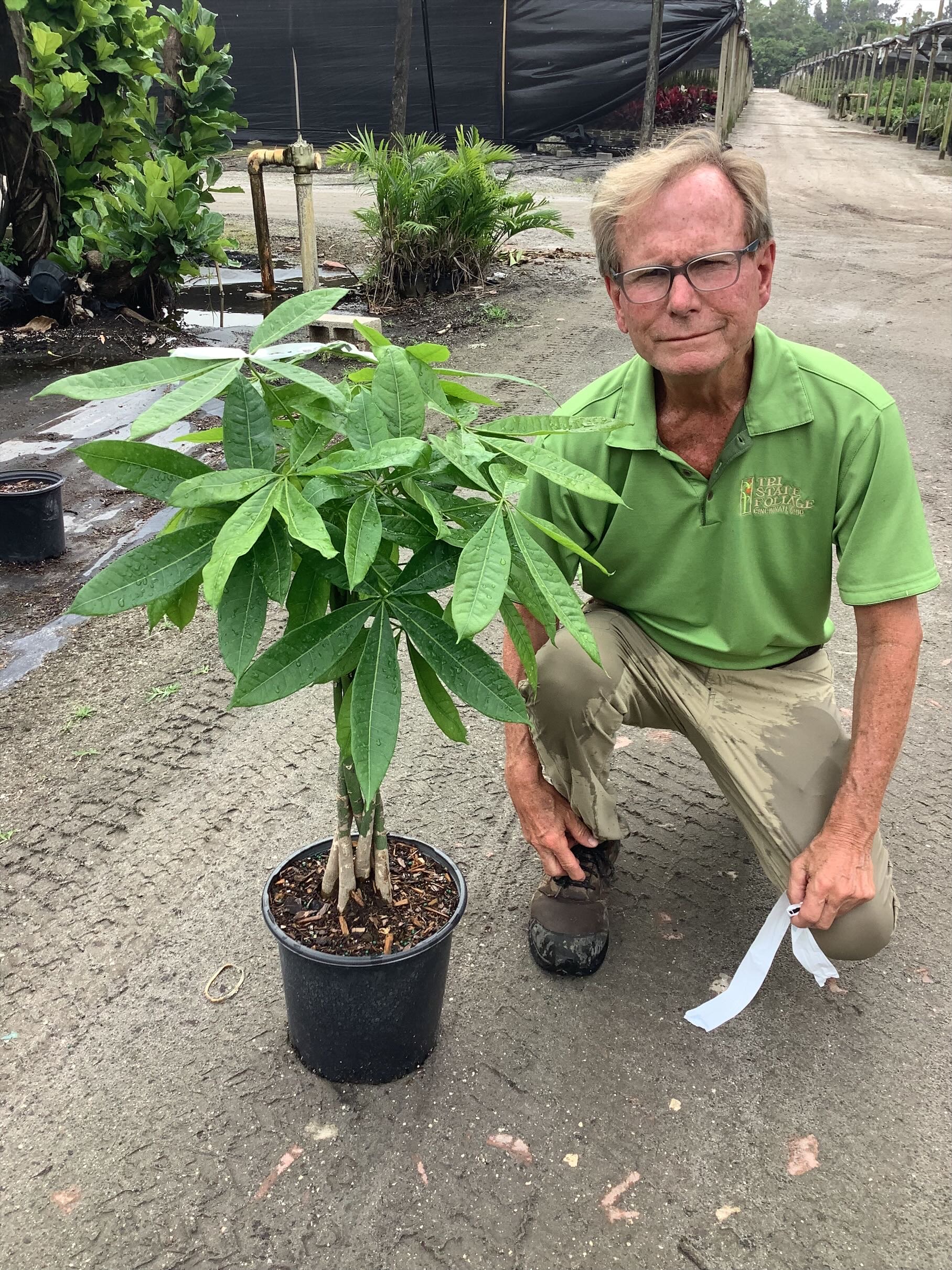 10″ Pachira Money Tree Braid – Tri State Foliage