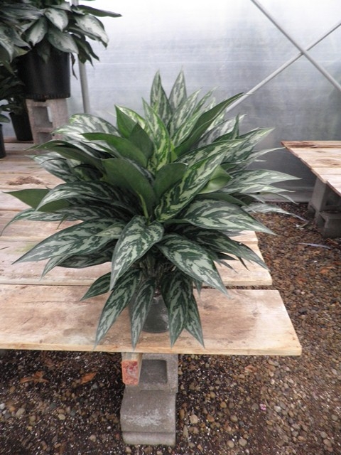 Aglaonema Tigress - Tristate Foliage